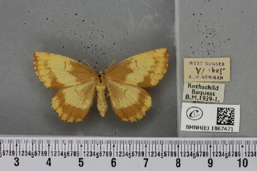 Angerona prunaria ab. pickettaria Prout, 1903 - BMNHE_1867471_439752