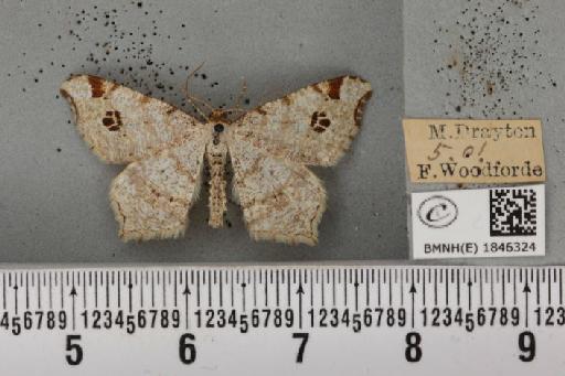 Macaria notata (Linnaeus, 1758) - BMNHE_1846324_420322
