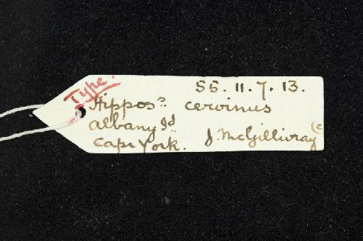 Hipposideros cervinus - 1855_11_7_13-Rhinolophus_cervinus-Holotype-Skull-label