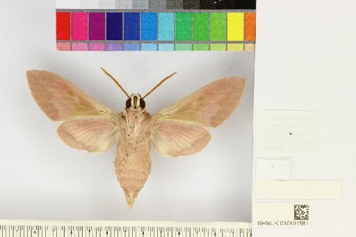 Hyles siehei (Püngeler, 1903) - NHMUK010891561_Hyles_siehei_ventral_and_labels.JPG