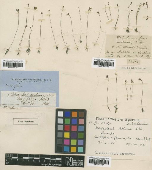 Utricularia violacea R.Br. - BM001041197