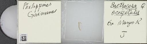 Bactrocera (Bactrocera) occipitalis (Bezzi, 1919) - BMNHE_1444426_57383