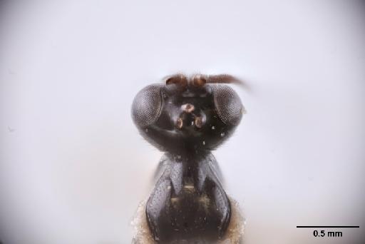 Dreisbachia dotae Gauld, I.D. et al., 1998 - 010824766_Dreisbachia_dotae_PT_dorsal_head