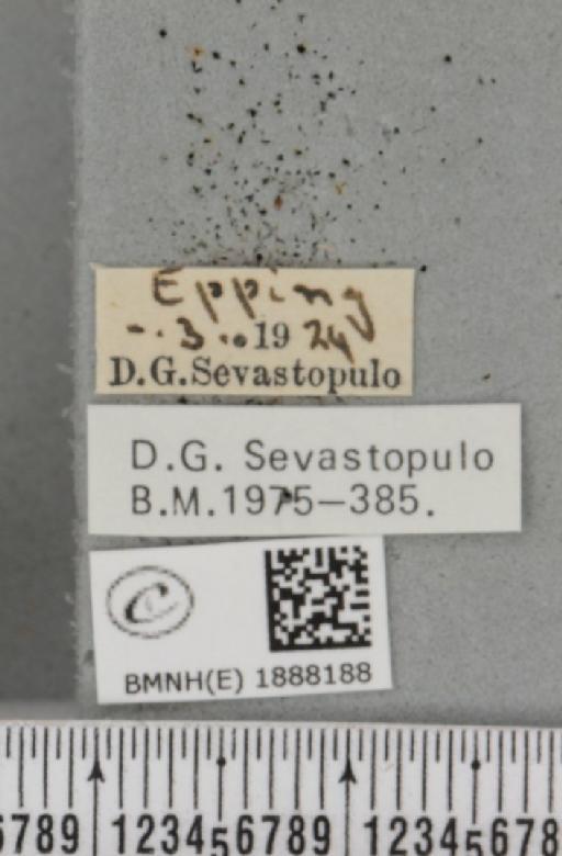 Apocheima hispidaria (Denis & Schiffermüller, 1775) - BMNHE_1888188_label_455567
