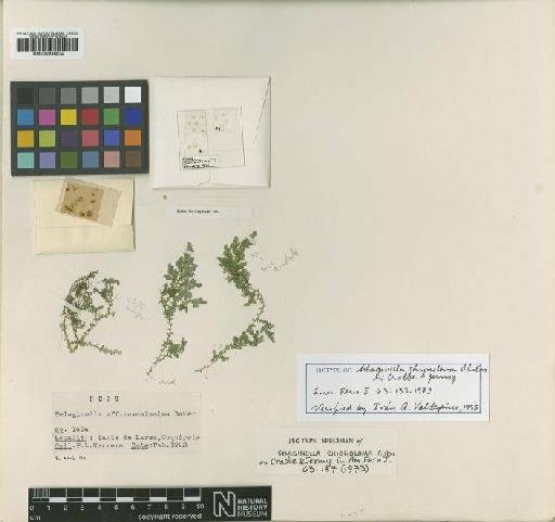 Selaginella novae-hollandiae (Sw.) Spring - BM000936532