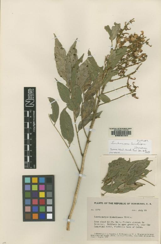 Lonchocarpus lasiotropis Hermann - BM000630882