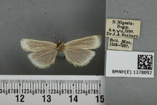 Charltona argyrastis Hampson, 1919 - BMNH(E) 1378092 Charltona argyrastis Hampson ventral & labels