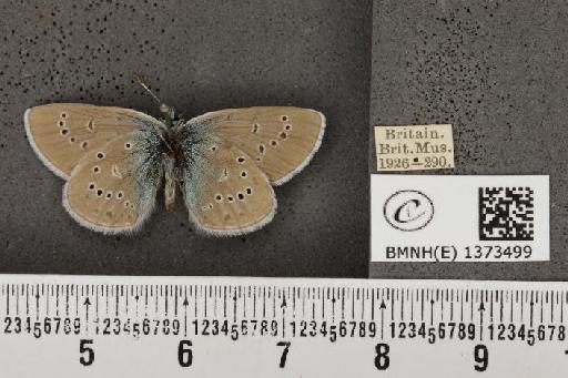 Cyaniris semiargus semiargus (Rottemburg, 1775) - BMNHE_1373499_167511