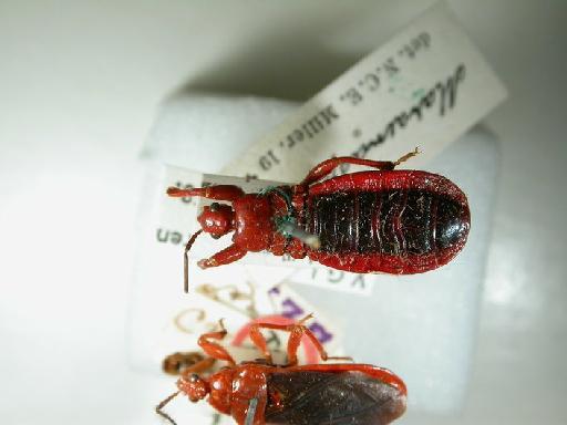 Physorhynchus crocatus Distant, 1908 - Hemiptera: Physorhynchus crocatus Pt Apterous
