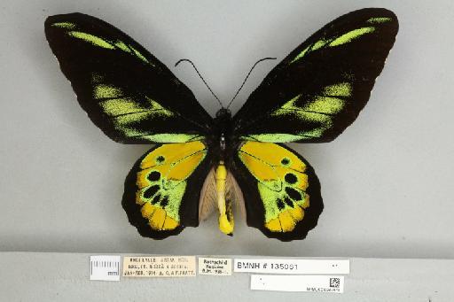 Ornithoptera rothschildi Kenrick, 1911 - 010247979__