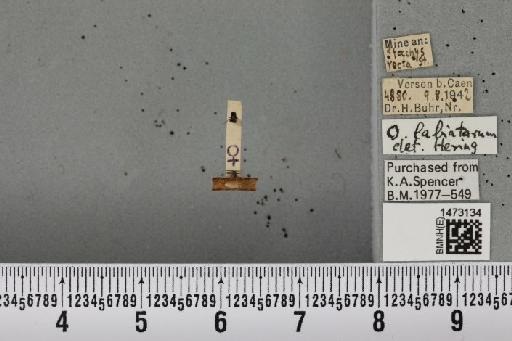 Ophiomyia labiatarum Hering, 1937 - BMNHE_1473134_47464