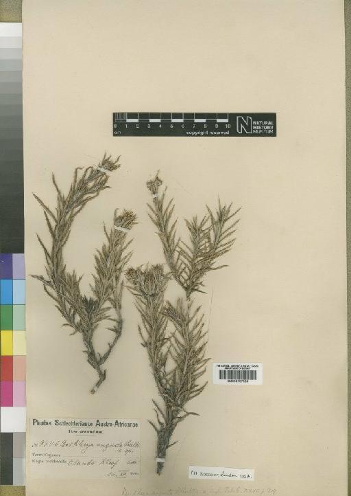 Berkheya angusta Schltr. - BM000797360