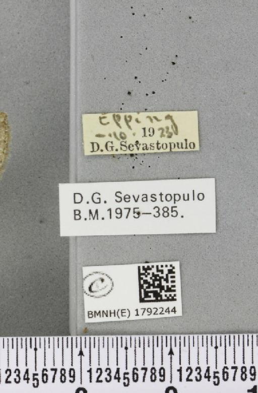 Epirrita dilutata (Denis & Schiffermüller, 1775) - BMNHE_1792244_label_360059