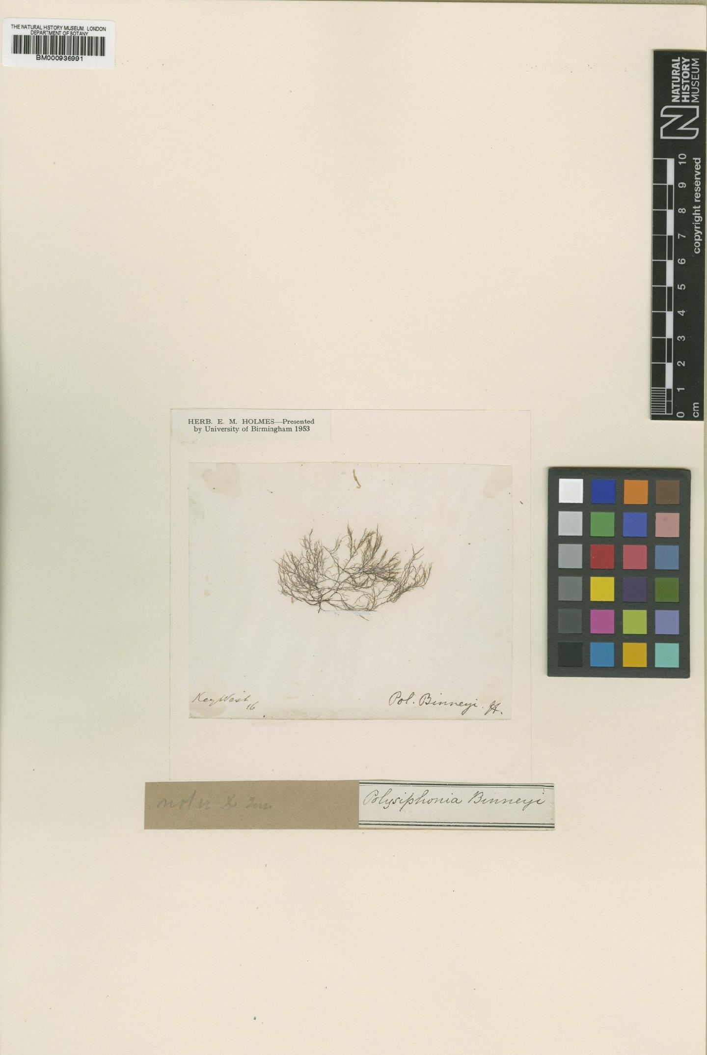 To NHMUK collection (Polysiphonia binneyi Harv.; Syntype; NHMUK:ecatalogue:480145)