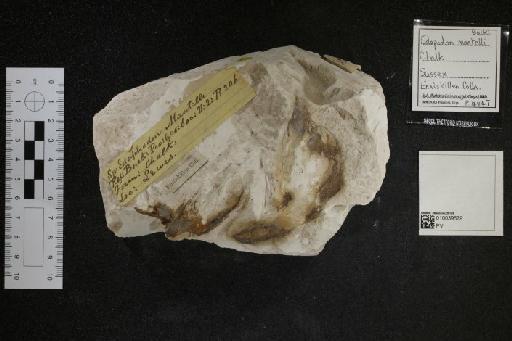 Edaphodon mantelli infraphylum Gnathostomata (Buckland, 1835) - 010039679_L010040974