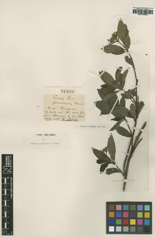 Swida paucinervis Hance - BM000944940