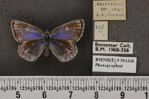 Polyommatus icarus icarus ab. albocincta Tutt, 1910 - BMNHE_501346_147848