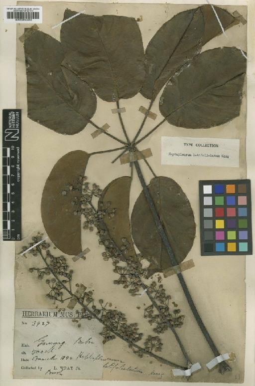 Schefflera latifoliolatum (King) Ridl. - BM000944844