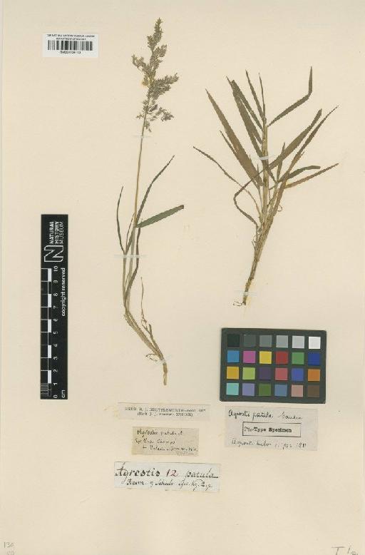 Agrostis stolonifera L. - BM001134113