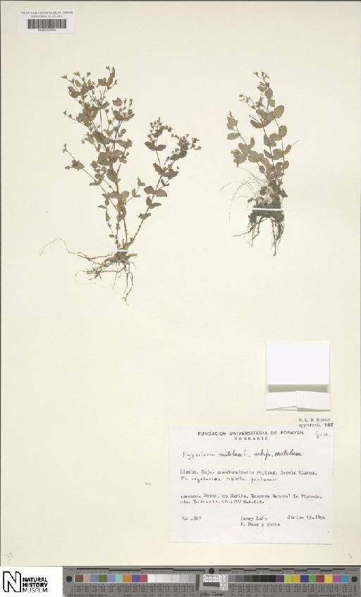 Hypericum mutilum L. - BM001206526