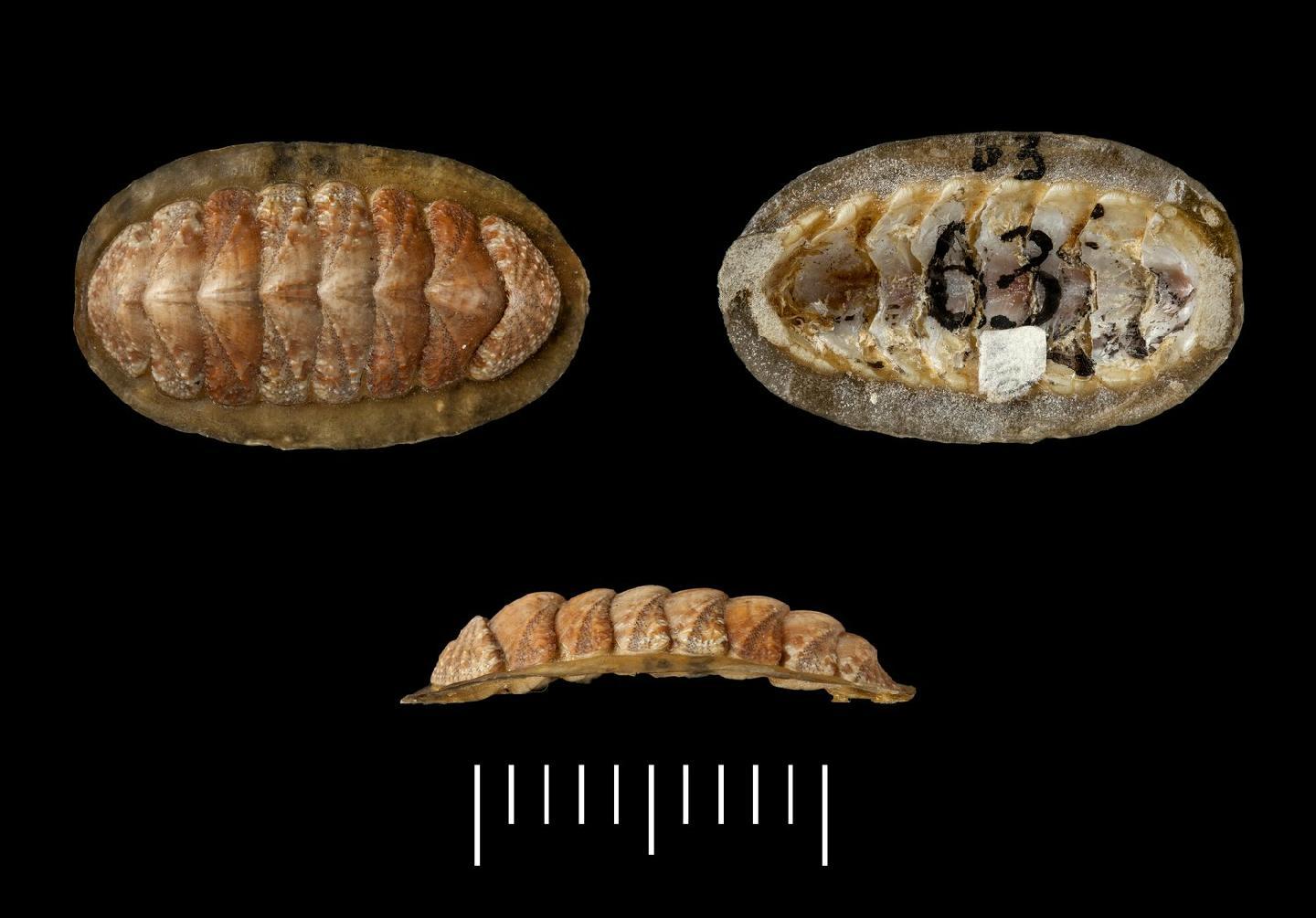 To NHMUK collection (Chiton grayii Sowerby, 1832; SYNTYPE(S); NHMUK:ecatalogue:3509005)