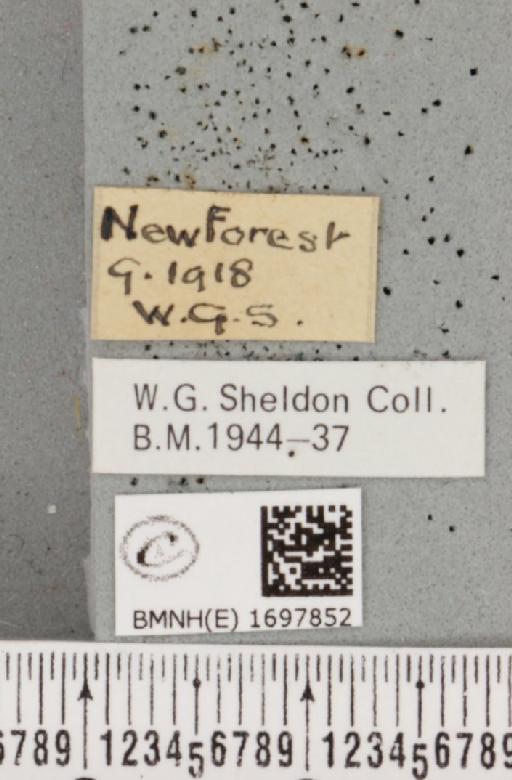 Nycteola revayana ab. variegata Sheldon, 1919 - BMNHE_1697852_label_294927