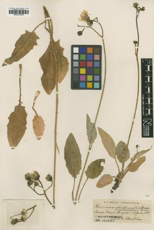 Hieracium silvaticum subsp. sarcophyllum Stenstr. - BM001050945