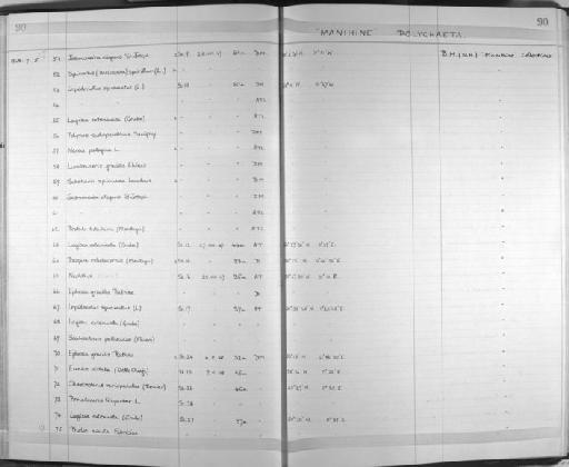 Eunice vittata (Delle Chiaje, 1828) - Zoology Accessions Register: Annelida: 1936 - 1970: page 90