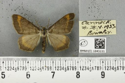 Macaria liturata ab. nigrofulvata Collins, 1905 - BMNHE_1845111_421545