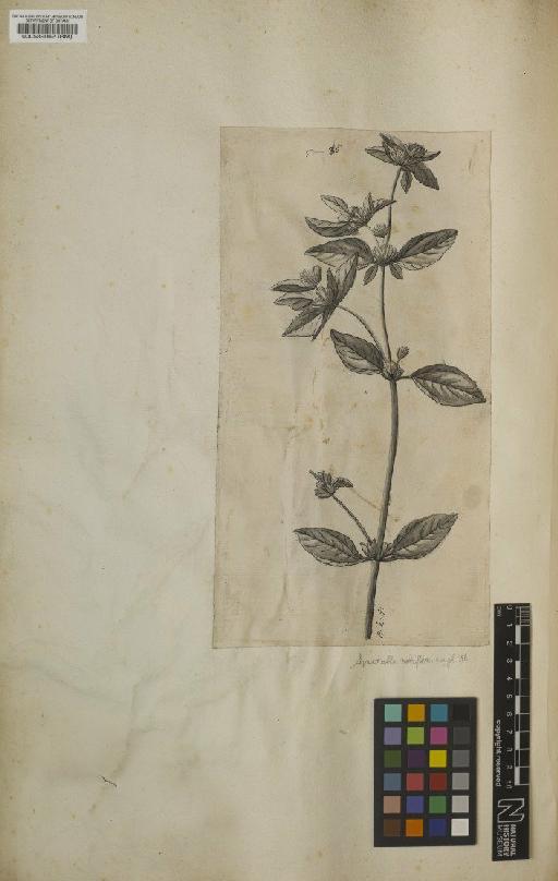 Verbesina nodiflora L. - BM000589062