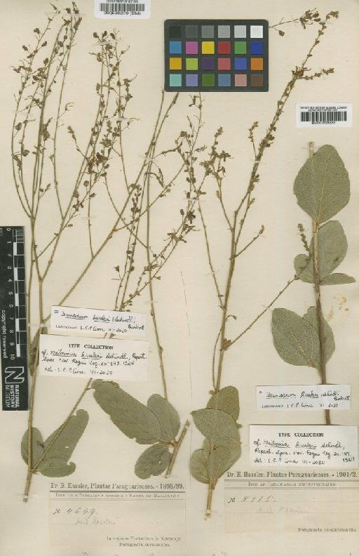 Desmodium hassleri (Schindl.) Burkart - BM000538270