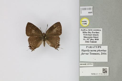 Hypolycaena phorbas furvae Tennent, 2016 - 013376856_Hypolycaena_phorbas_furvae_Tennent_2016_PT