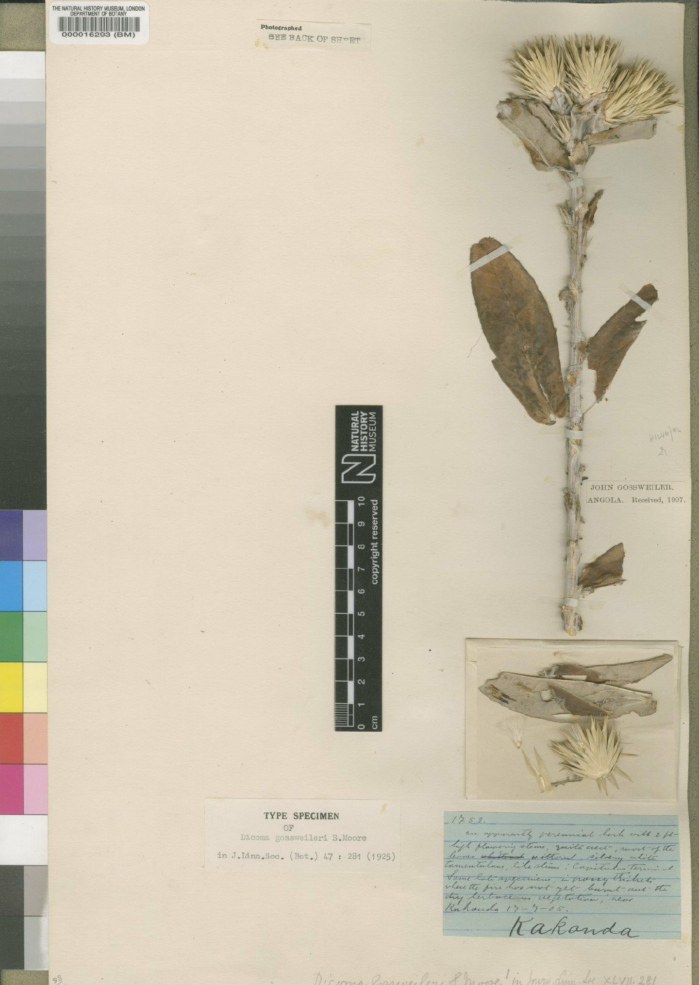 To NHMUK collection (Dicoma gossweileri Moore; Holotype; NHMUK:ecatalogue:4553227)