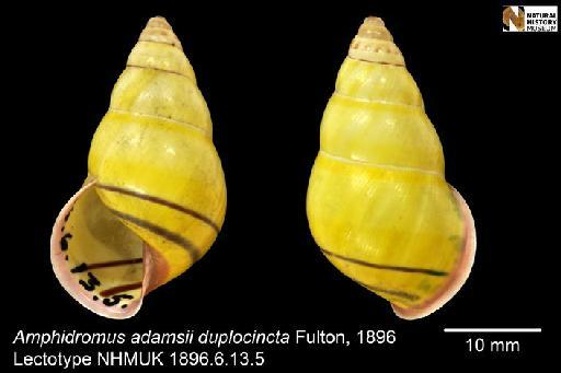 Amphidromus adamsii duplocincta Fulton, 1896 - 1896.6.13.6-7, LECTOTYPE & PARALECTOTYPE, Amphidromus dubius Fulton, 1896
