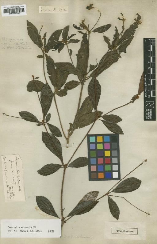 Terminalia arbuscula Sw. - BM000953727