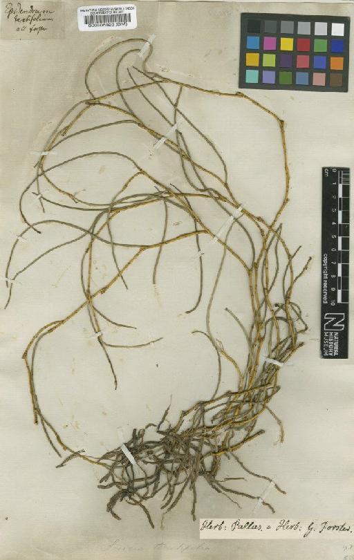 Dendrobium crispatum (G.Forst.) Sw. - BM000505926