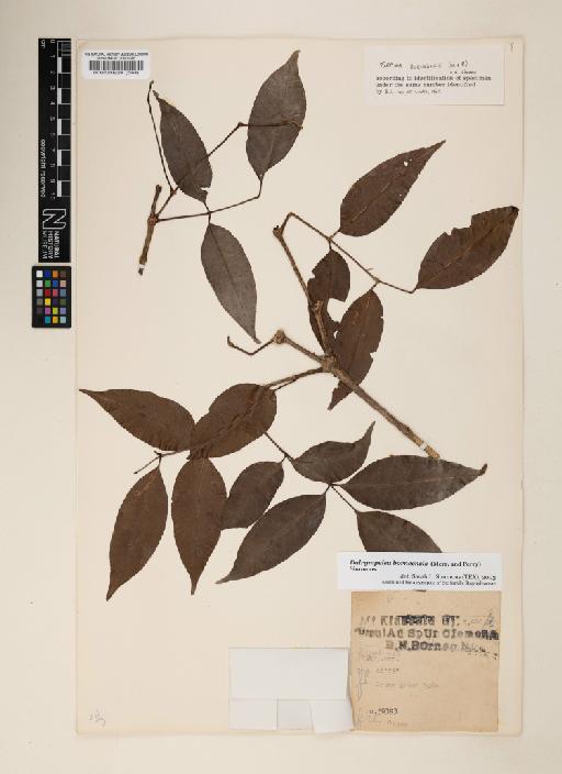 Dalrympelea borneensis (Merr. & L.M.Perry) Nor Ezzawanis - 000520924