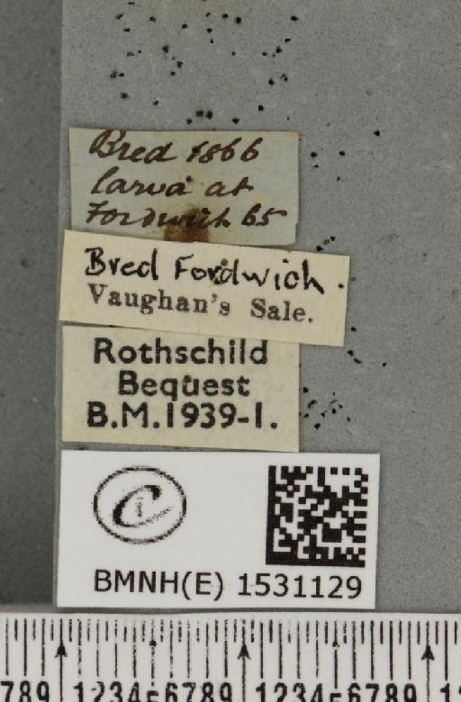 Falcaria lacertinaria (Linnaeus, 1758) - BMNHE_1531129_label_187136