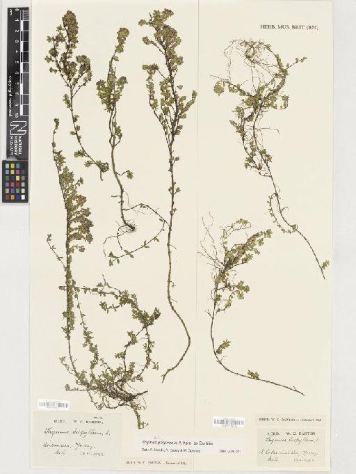 Thymus polytrichus subsp. britannicus (Ronn) Kerguelen - BM001165620