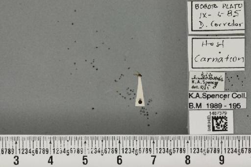 Liriomyza huidobrensis (Blanchard, E.E., 1926) - BMNHE_1487379_50318