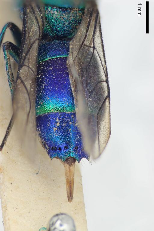 Chrysis duplopilosa Linsenmaier, 1968 - Chrysis_duplopilosa-BMNH(E)#970890_type-distal-2X