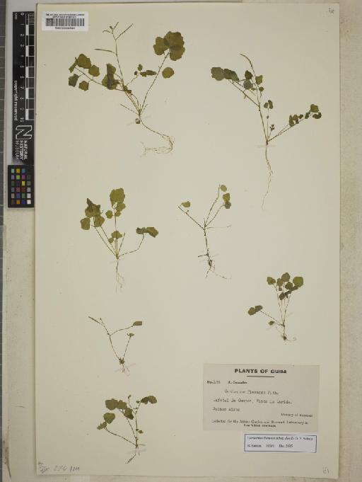 Cardamine flexuosa subsp. debilis O.E.Schulz - BM000889599