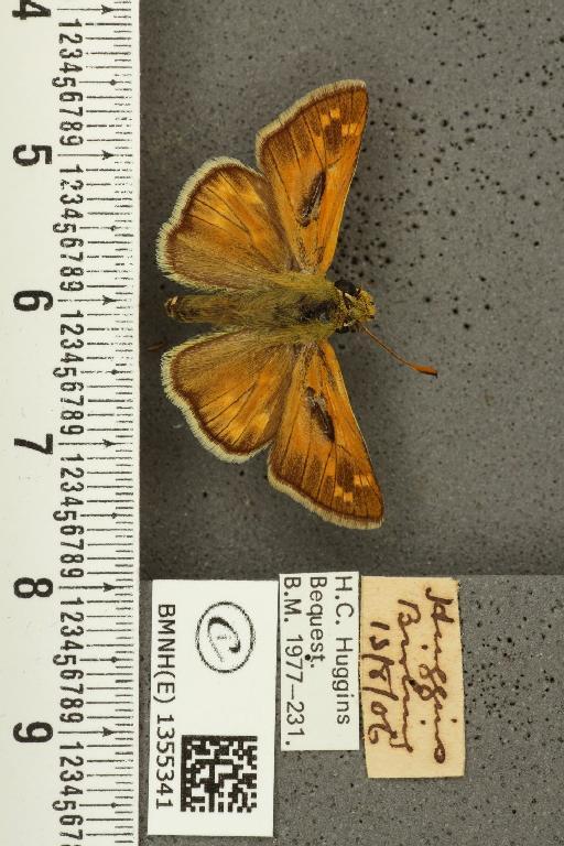 Hesperia comma (Linnaeus, 1758) - BMNHE_1355341_156586
