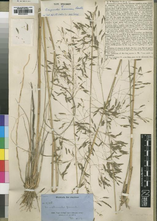 Eragrostis hierniana Rendle - BM000922992