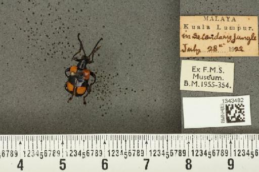 Lilioceris (Lilioceris) quadripustulata (Fabricius, 1787) - BMNHE_1343482_13674