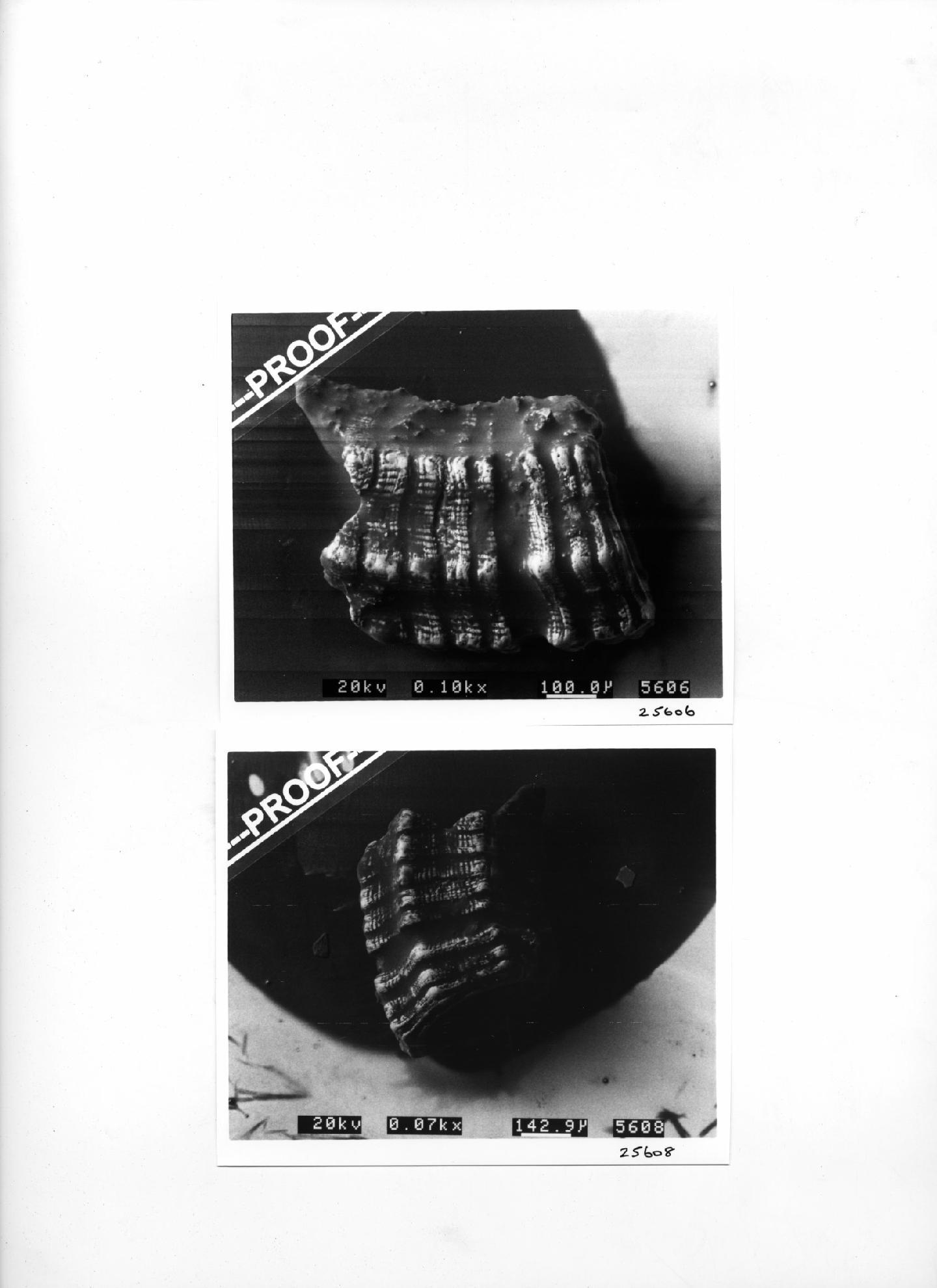 To NHMUK collection (Caecum heptagonum Carpenter, 1857; HOLOTYPE; NHMUK:ecatalogue:2649437)