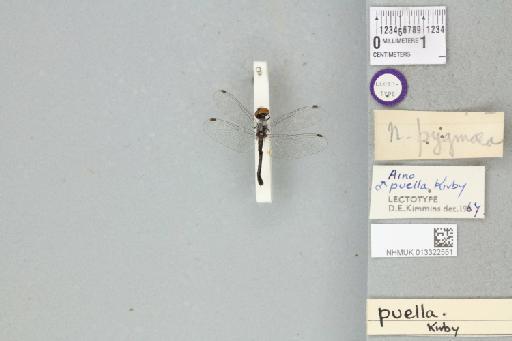 Nannothemis puella Kirby, 1890 - 013322551_dorsal