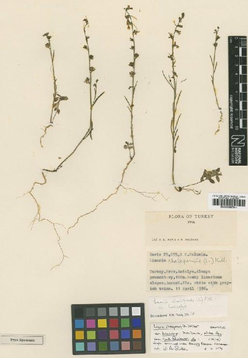 Linaria chalepensis var. brevicalyx P.H.Davis - BM000997841