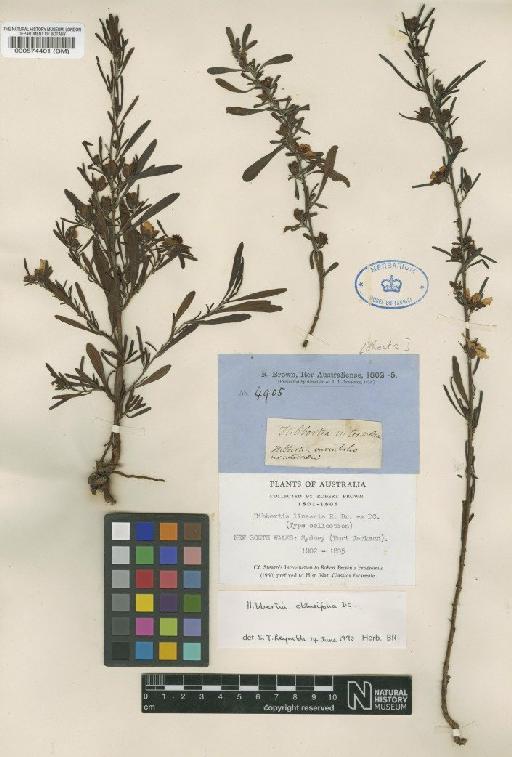 Hibbertia obtusifolia DC. - BM000574401