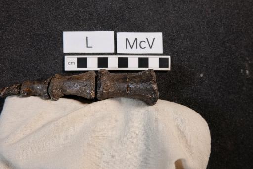 Mantellisaurus atherfieldensis (Hooley, 1925) - R5764-Mantellisaurus_R5764_Left_McV-1